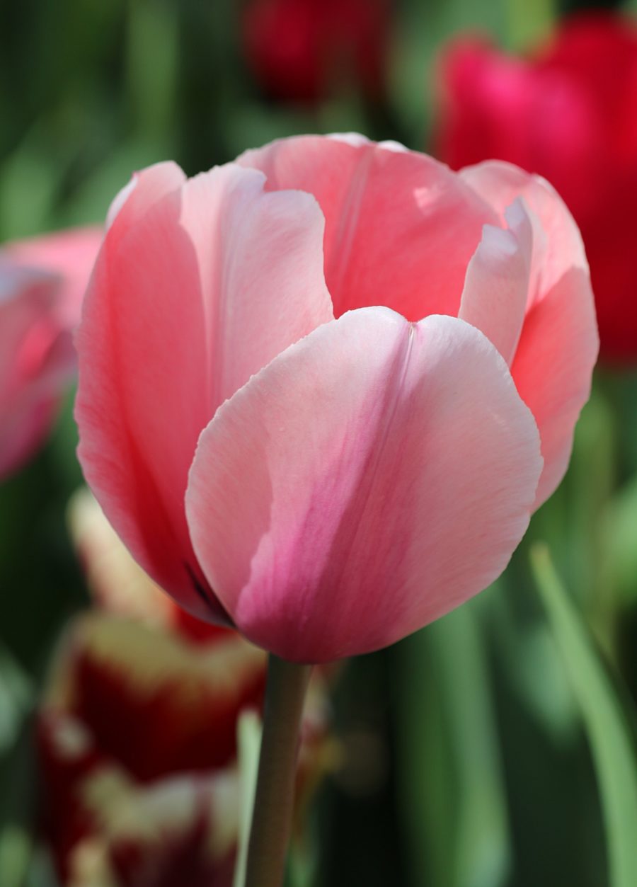 Tulipanes: origen, historia, significado y cuidados - México Desconocido