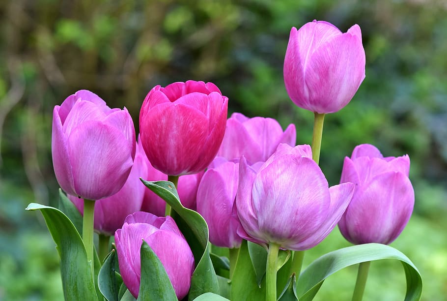 tulipanes