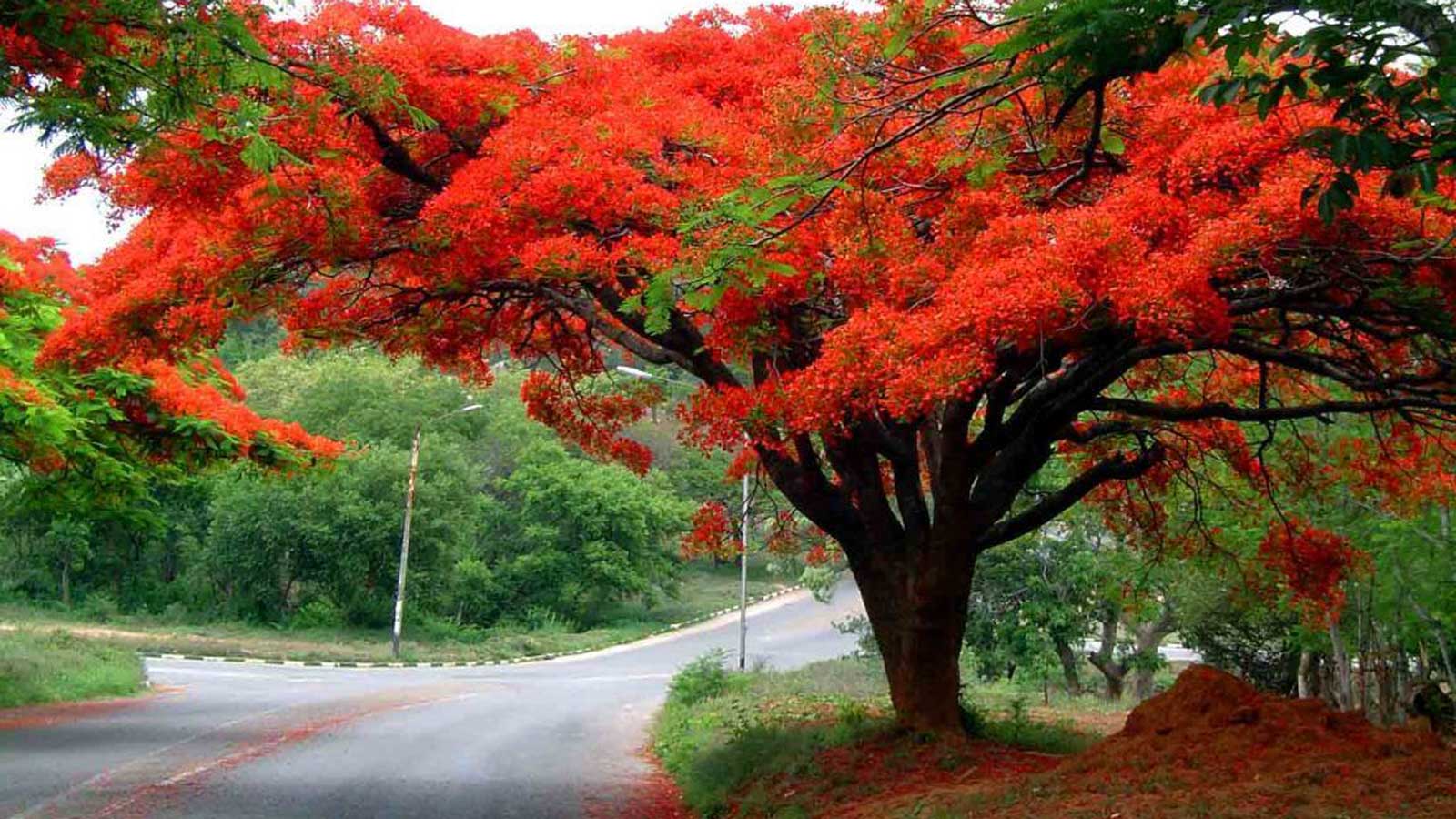 Flamboyán, el rojizo árbol de gran belleza - México Desconocido