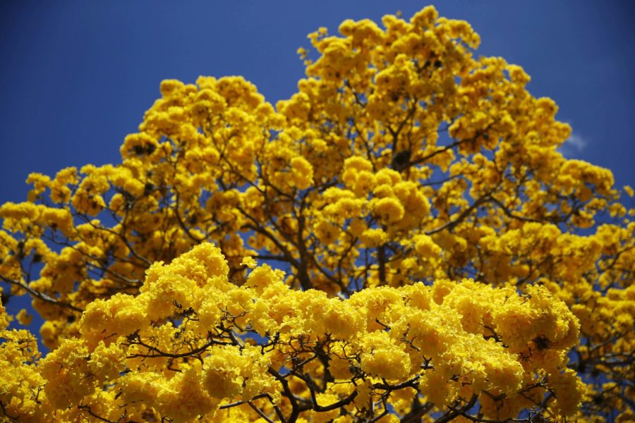 El guayacán, el árbol mexicano de flores amarillas - México Desconocido