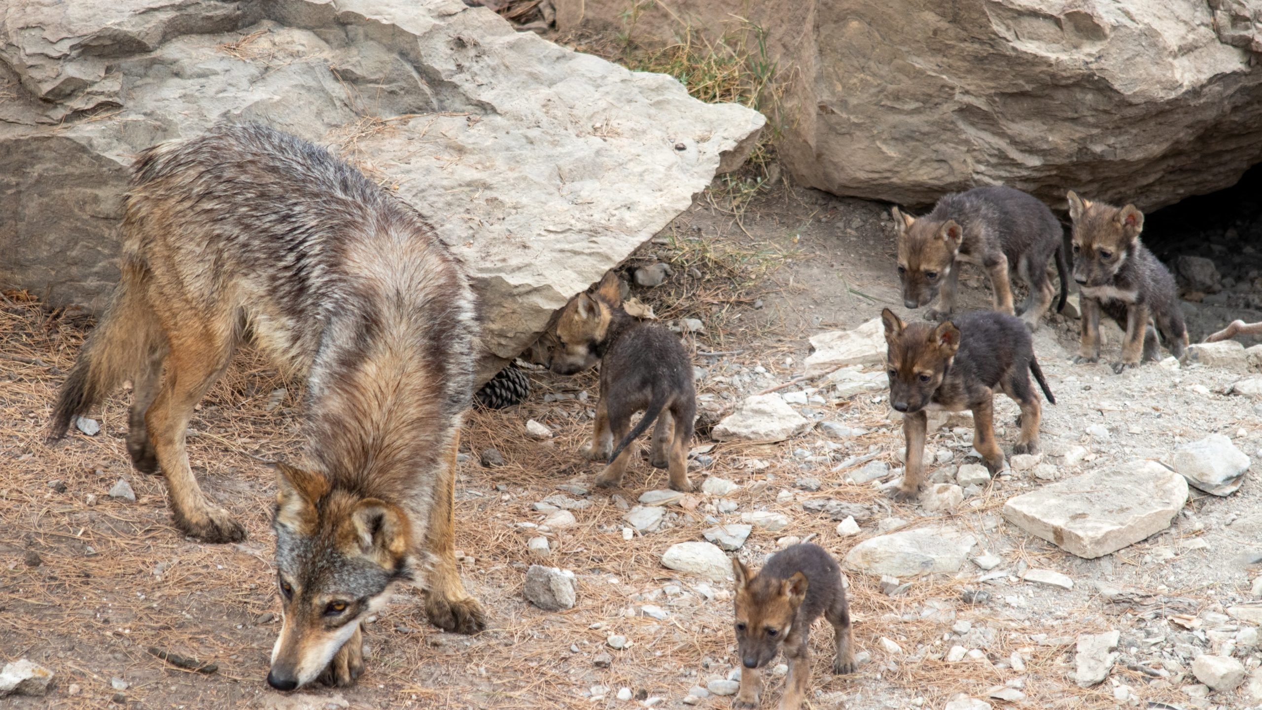 Mira los cachorros de lobo gris mexicano que nacieron en el Museo del  Desierto (VIDEO) - México Desconocido