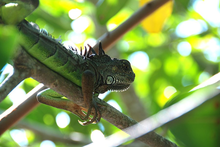 Iguana en Mazunte, Oaxaca