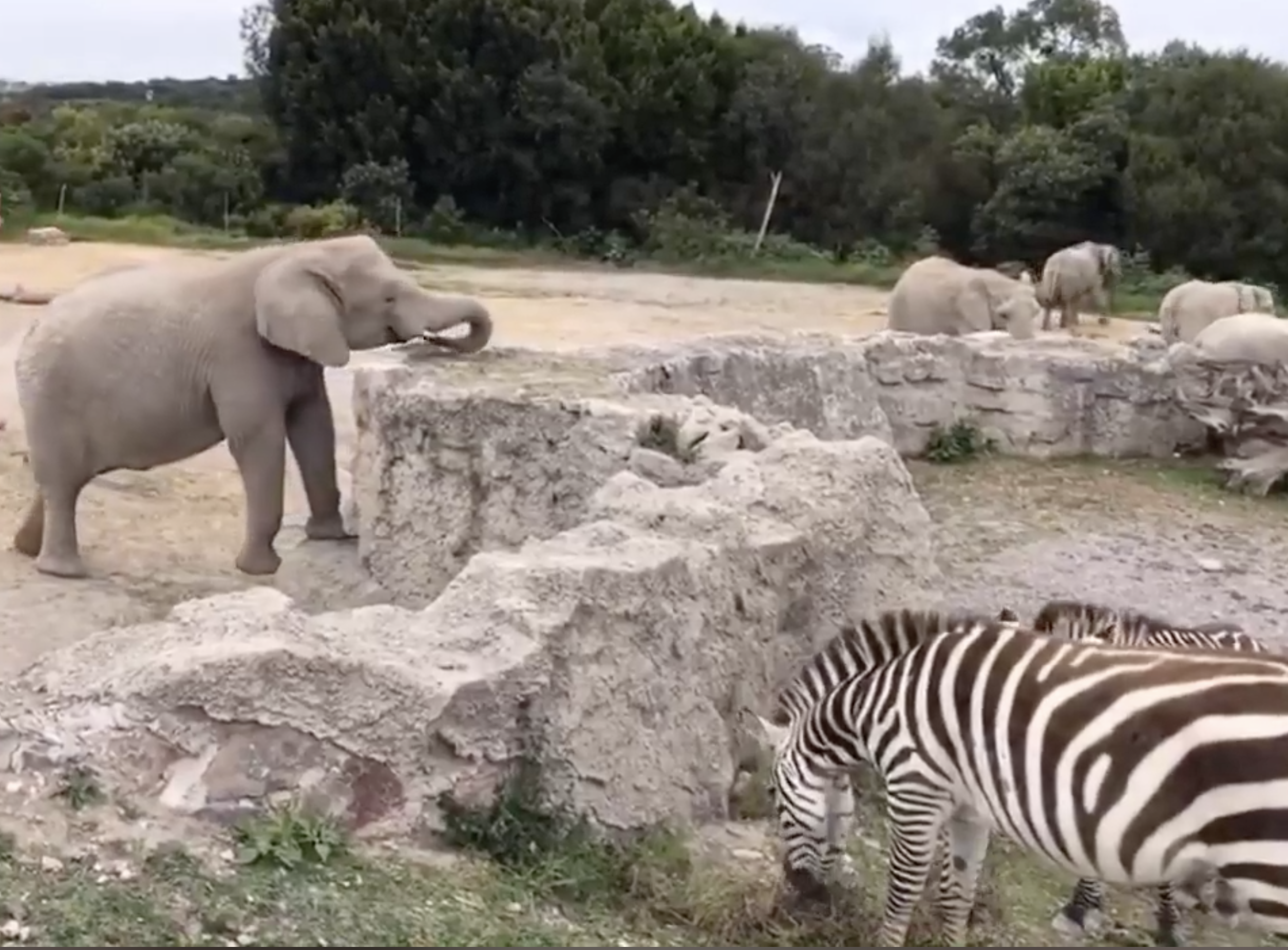 elefantes en africam safari