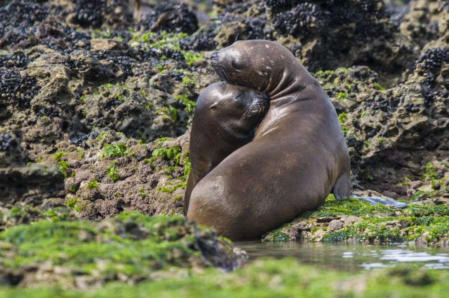 Sea Lion pup , Patagonia Argentina lobos marinos