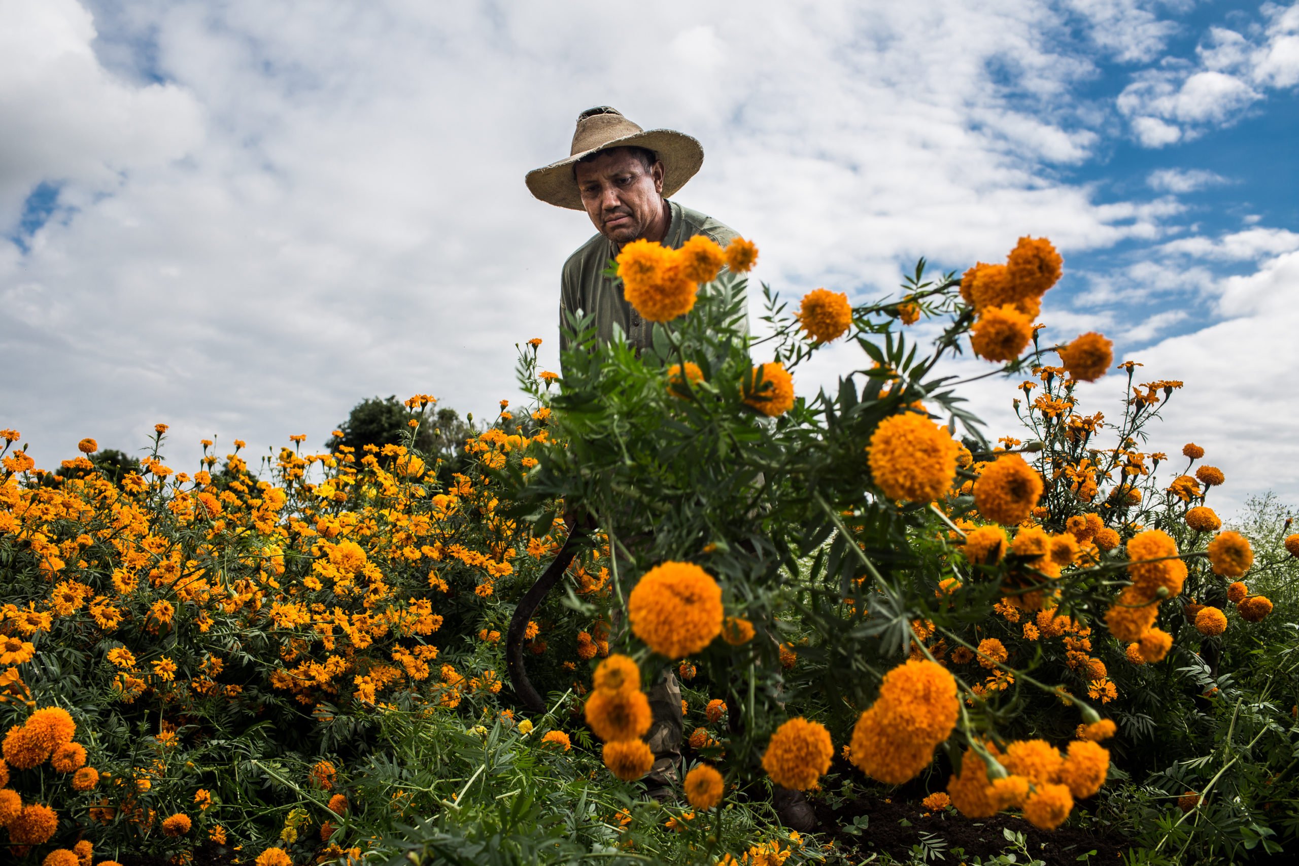 Cultivo del cempasúchil: el nacimiento de la flor para celebrar la muerte - México  Desconocido