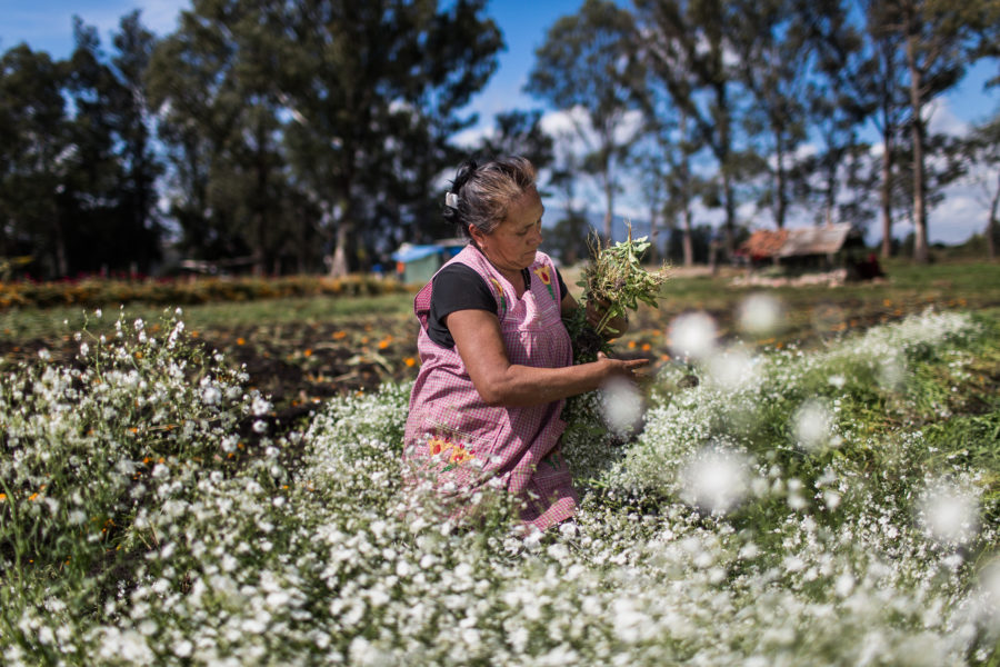 Maria Calderon, cultivo del cempasuchil