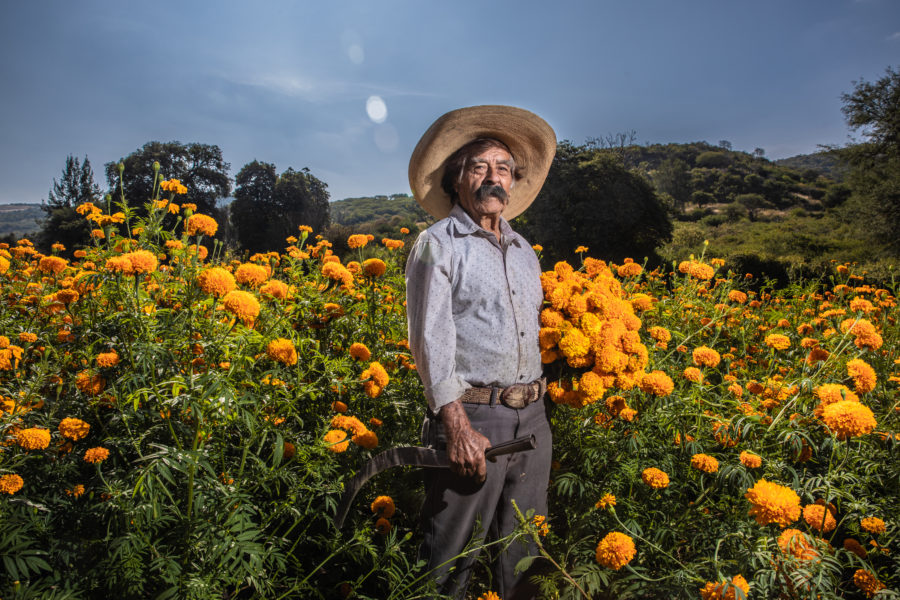 Jeronimo Rosales, cultivo del cempasuchil