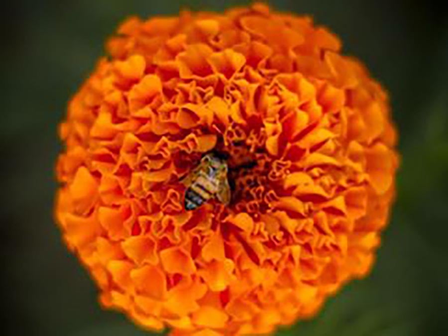 abeja en campo de cempasuchil
