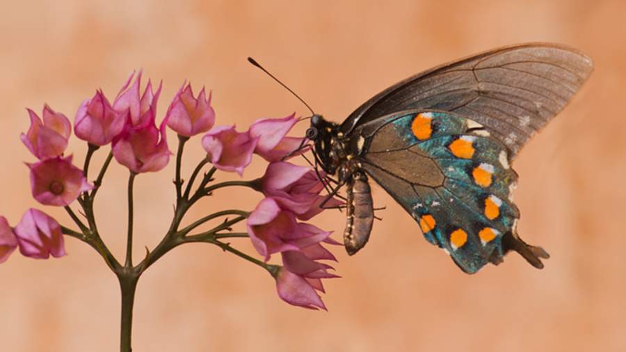 mariposa