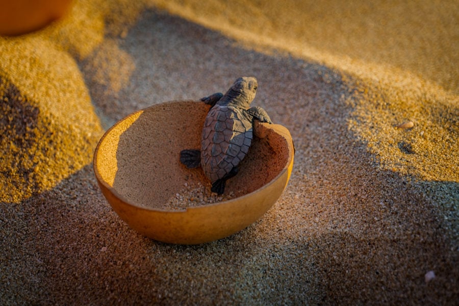 Tortugas recién nacidas