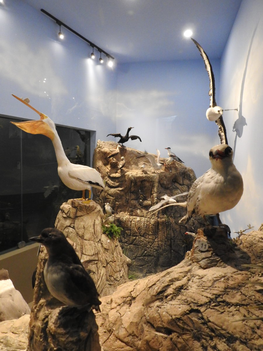Recorridos virtuales por el Museo de las Aves