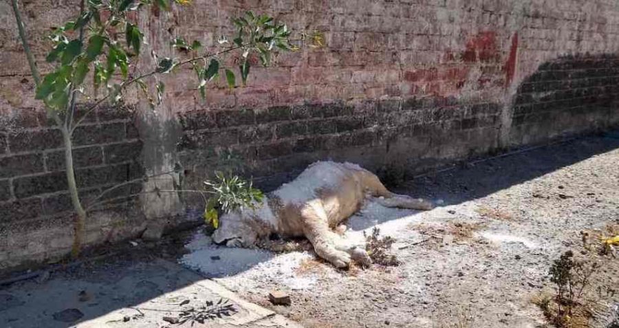 Encuentran cadáver de león en Iztapalapa