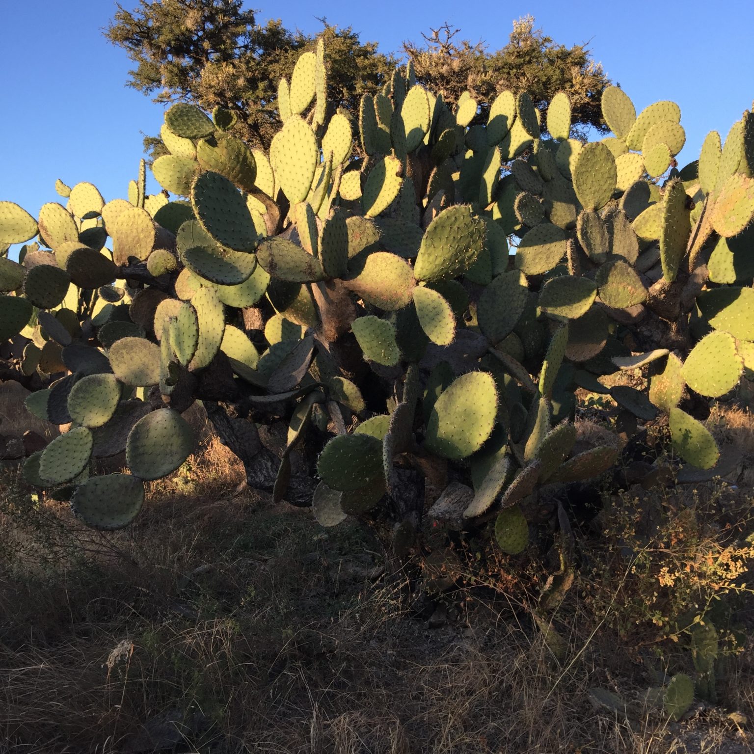 Los nopales de Milpa Alta, una joya verde en la Ciudad de México ...