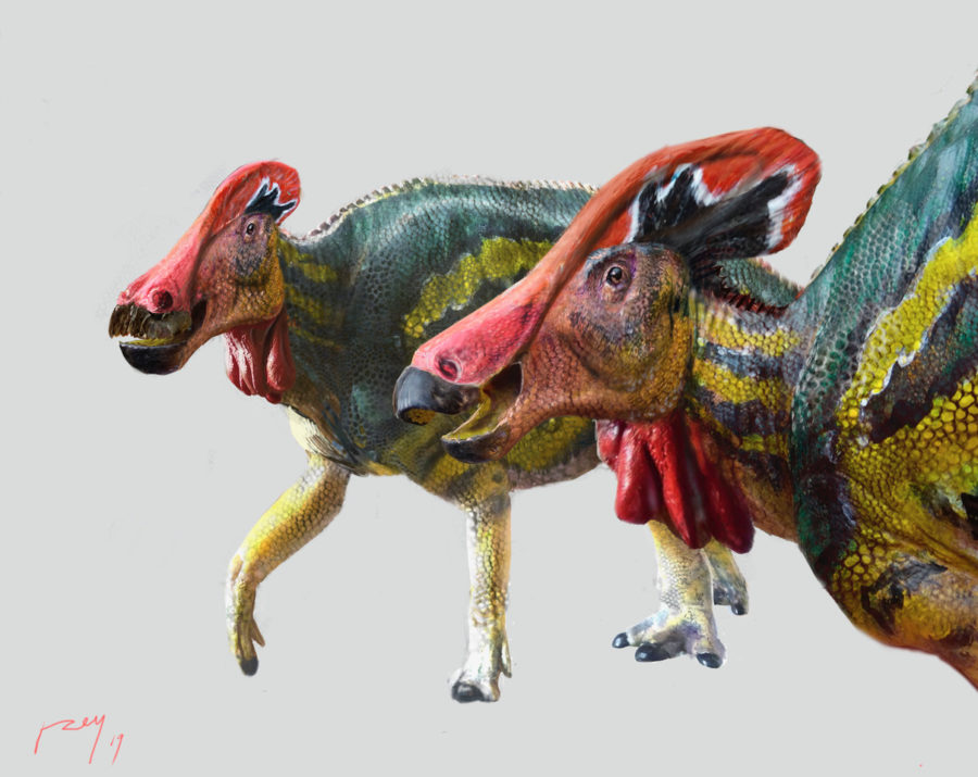 Tlatolophus. Foto.Luis V. Rey.