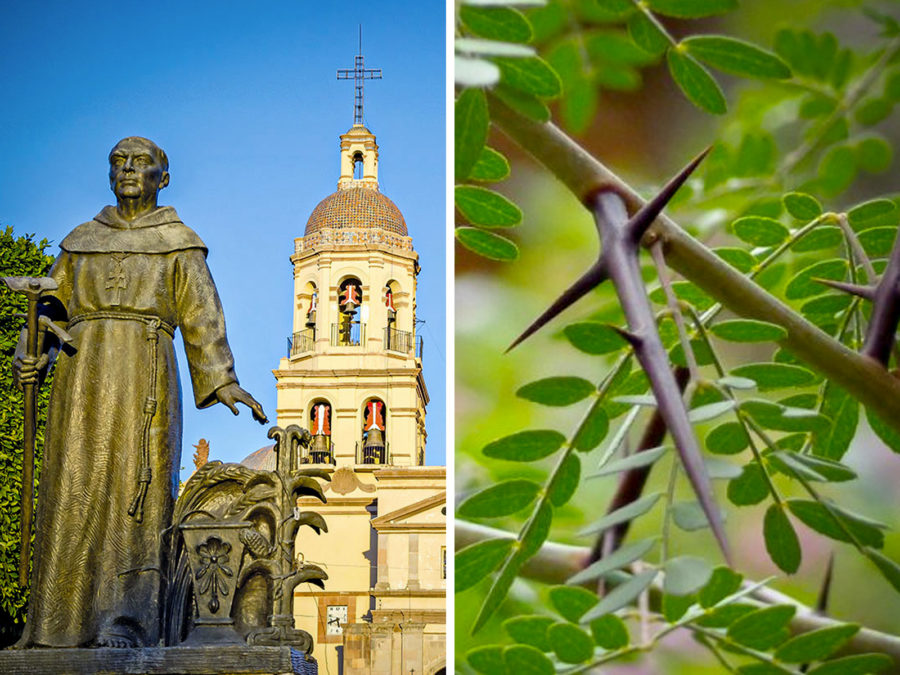 arbol-con-espinas-en-forma-de-cruz