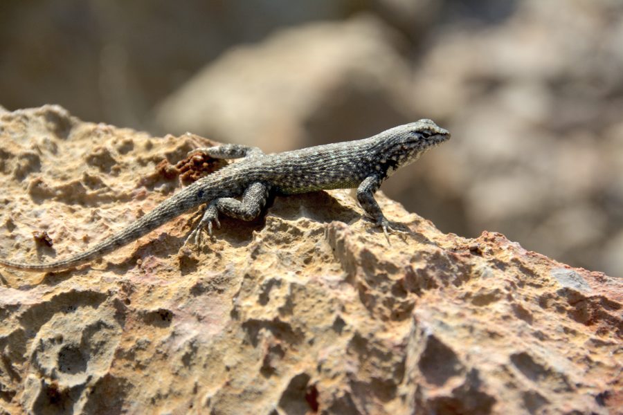 sceloporus maculosus