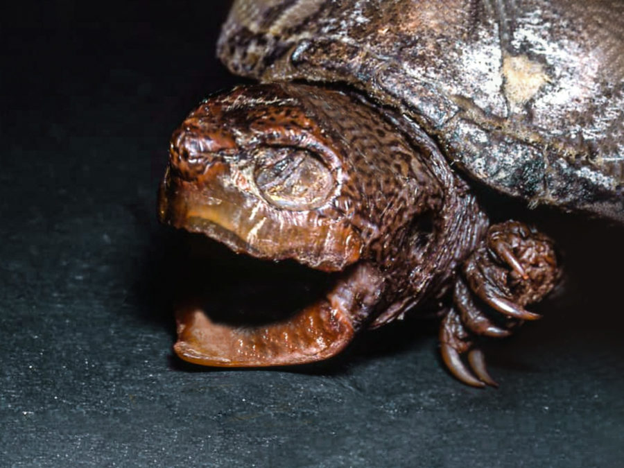 tortuga-endemica-de-coahuila tortuga-endemica-de-coahuila