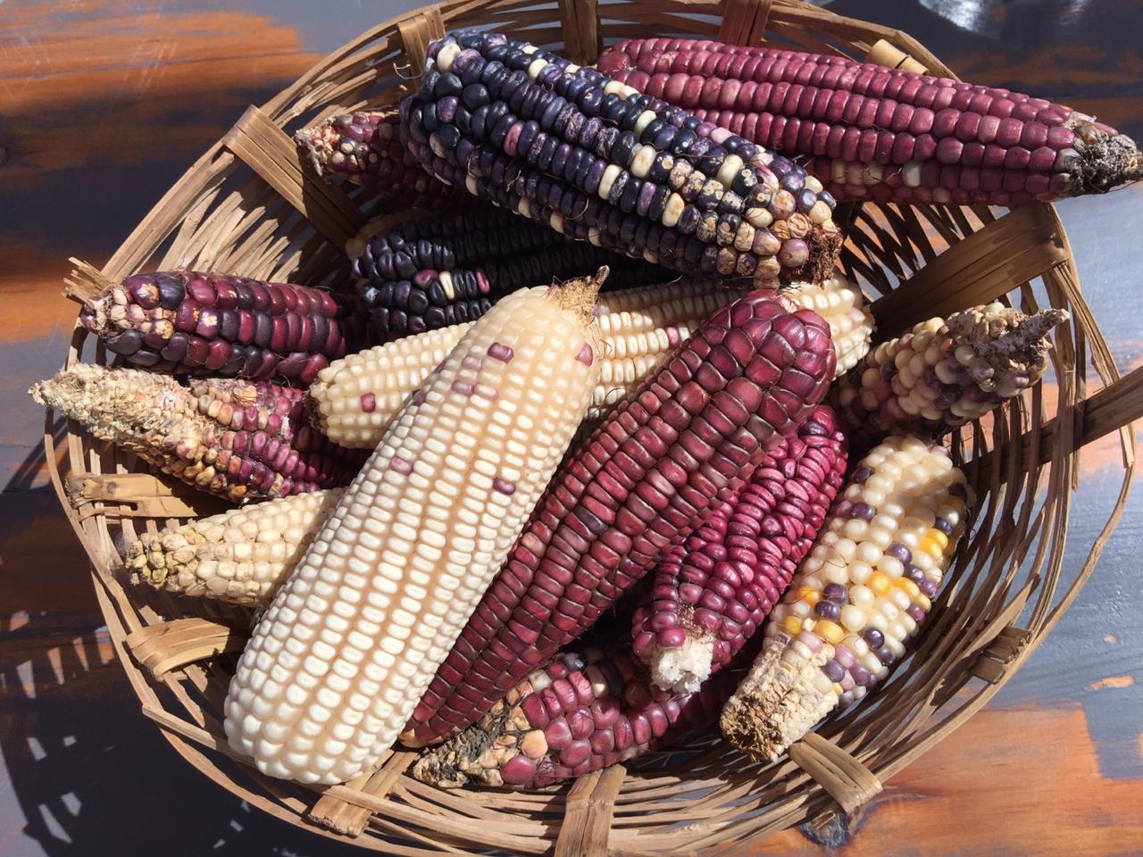 Tierra de Maíces, una exposición que muestra los 60 tipos de maíces - México  Desconocido