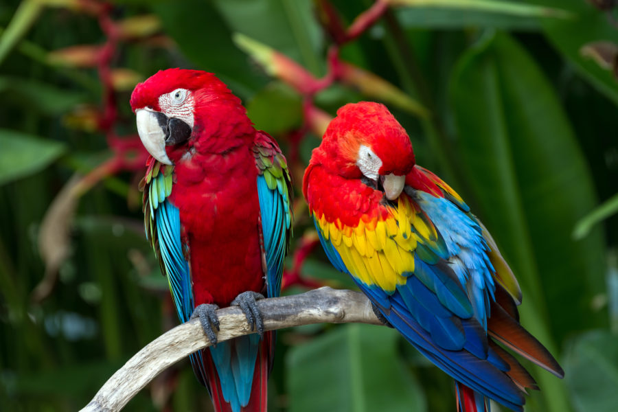Couple of Green-Winged and Scarlet macaws in nature surrounding Características de la guacamaya roja