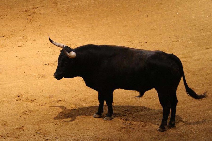 La-cruda-realidad-del-toro-de-lidia corrida de toros