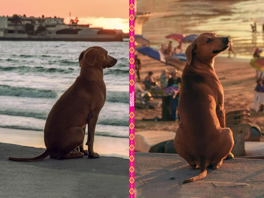 perrito-mira-el-atardecer perrito-mira-el-atardecer