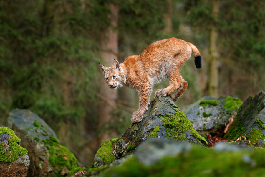 Lynx, Eurasian wild cat walking on green moss stone with green forest in background. Beautiful animal in the nature habitat, Germany. Lynx climbing on the rock. Wildlife hunting scene, central Europe. lince