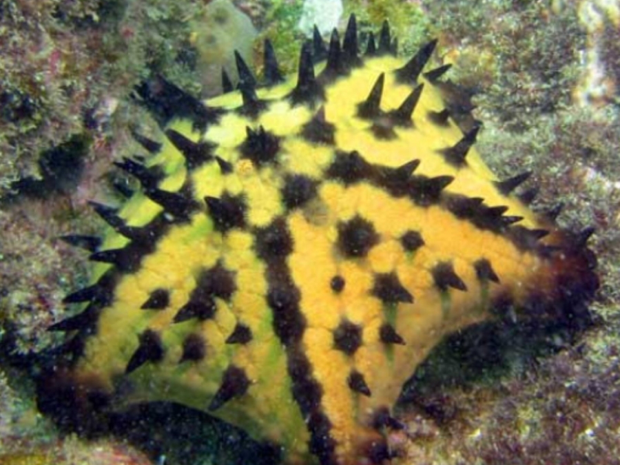 estrella marina