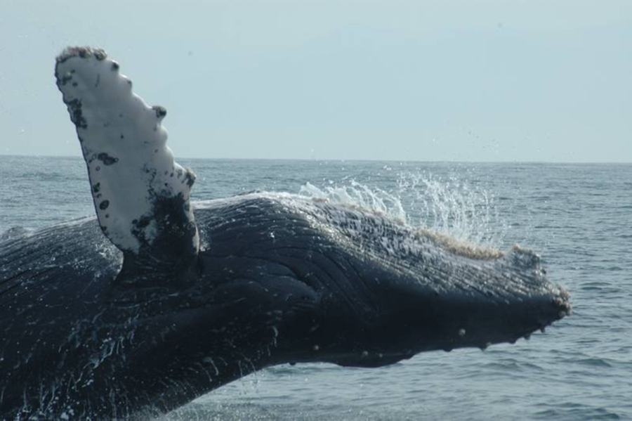 Puerto Vallarta, ballenas