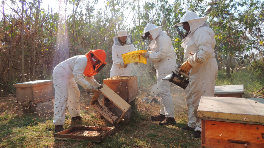 apicultura en cdmx