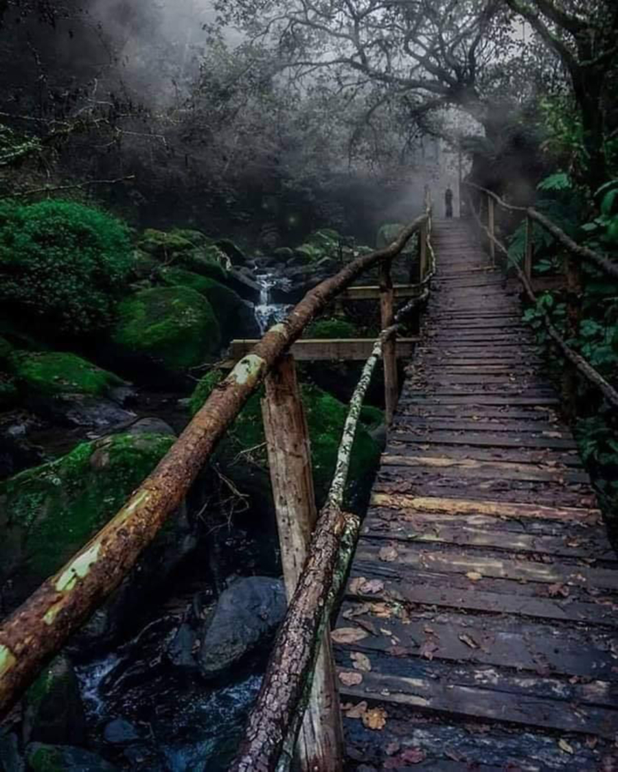 Puentes en Honey