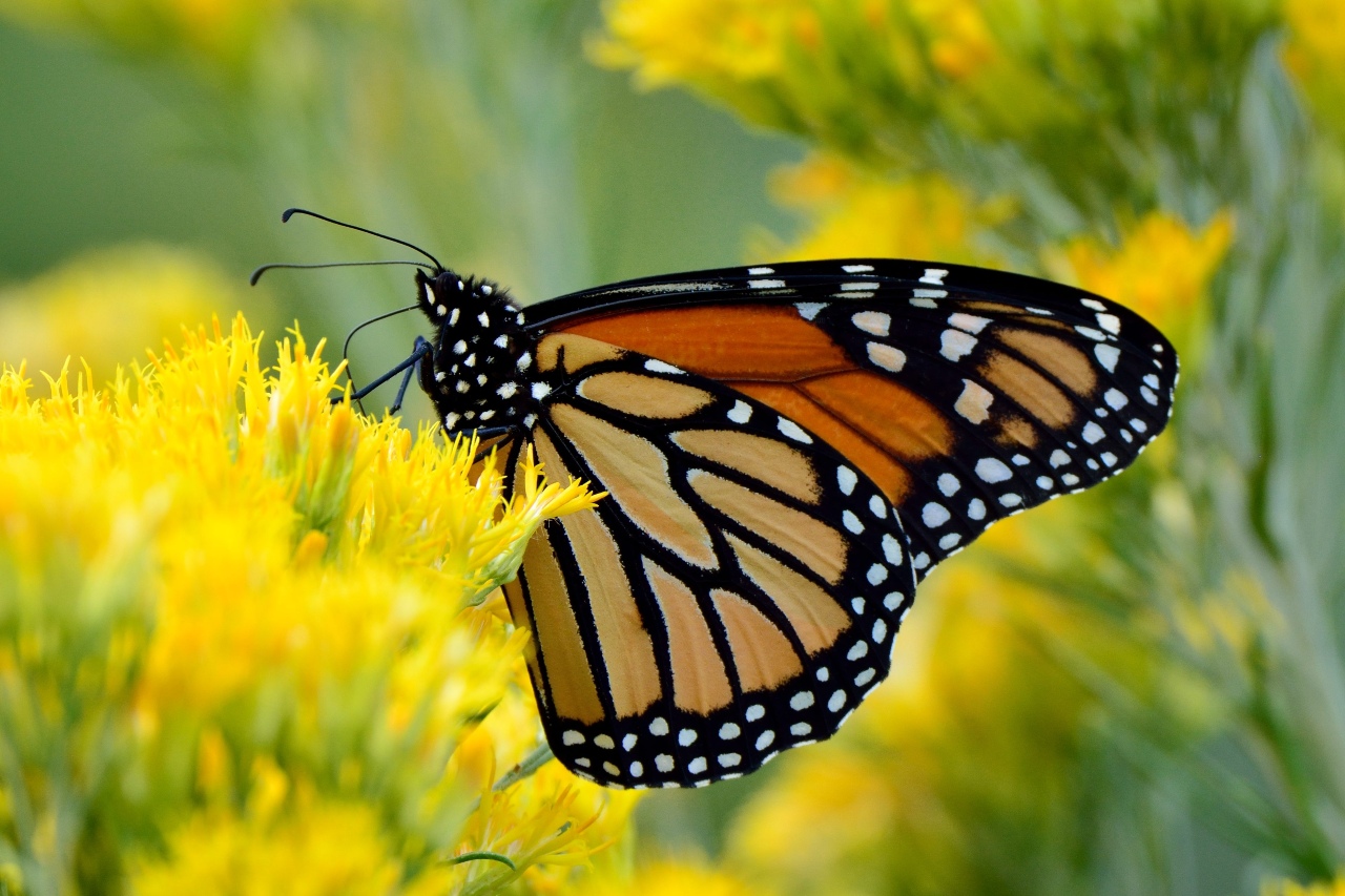 3_monarch-butterfly_-joe-schelling_compressed-for-web mariposa monarca