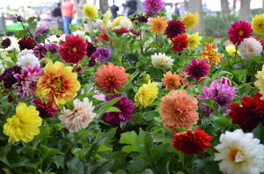 La Feria de las Flores en la CDMX