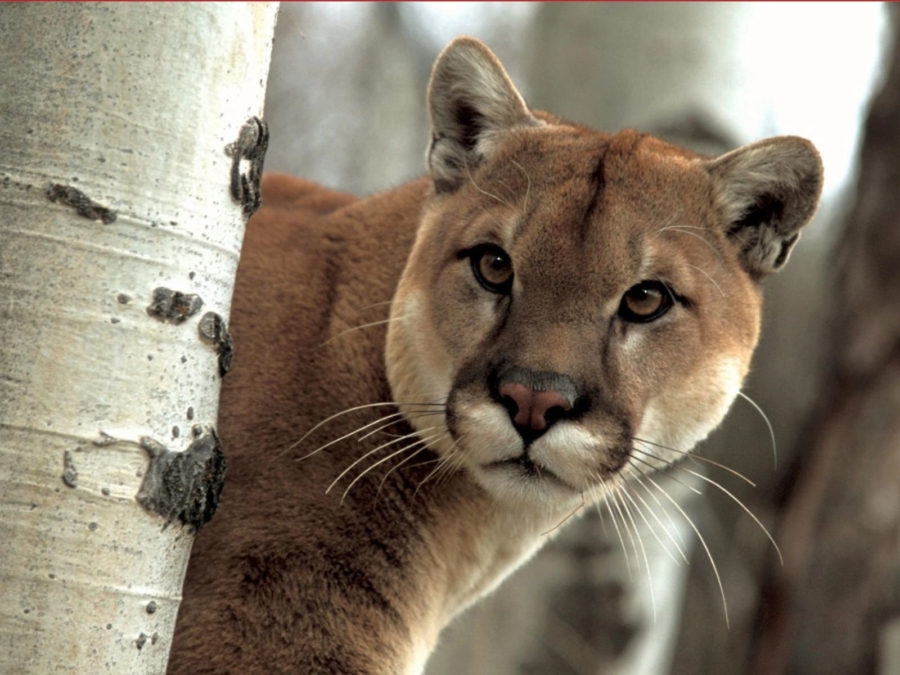 El puma mexicano, un presente en todo el país - México Desconocido