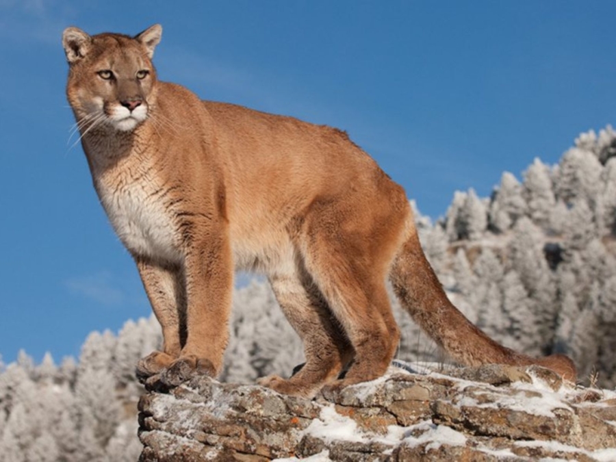 puma mexicano, un presente en todo el país - México Desconocido