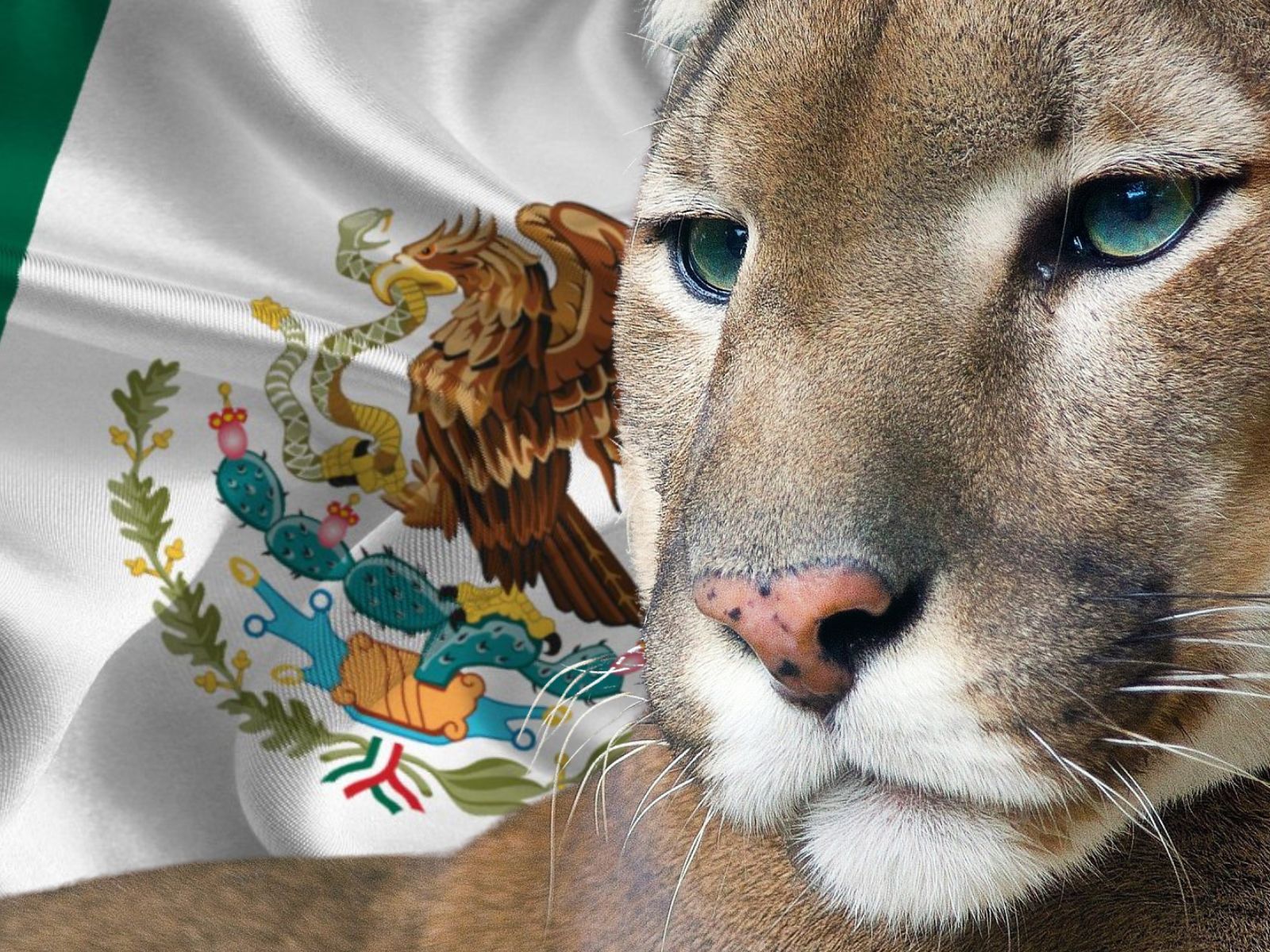 puma mexicano, un presente en todo el país - México Desconocido