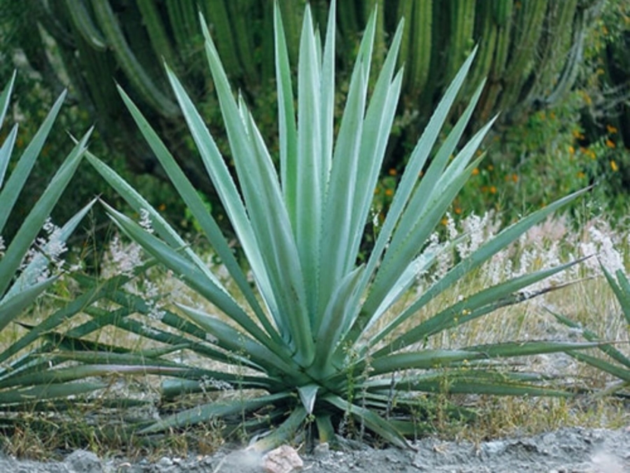 agave