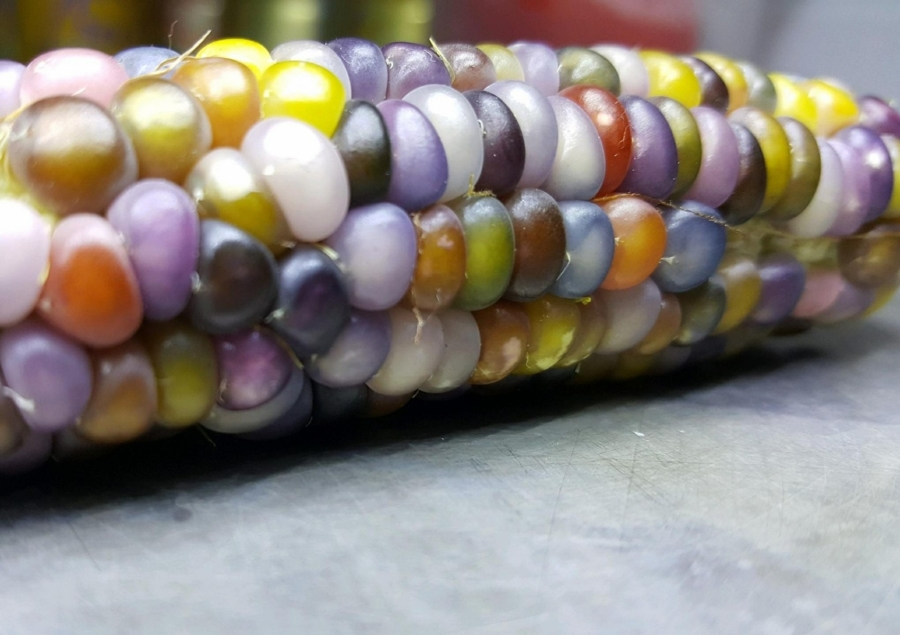 galss_gem_maiz_gema_de_cristal_historia