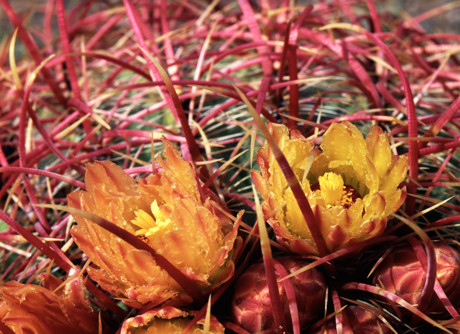 Flora en el Pinacate y Gran Desierto de Altar
