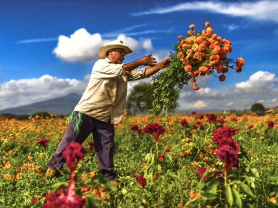 5 flores de Día de Muertos, cuáles son y su significado en el altar -  México Desconocido