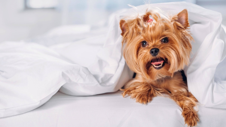 perro en cama del hotel presidente intercontinental