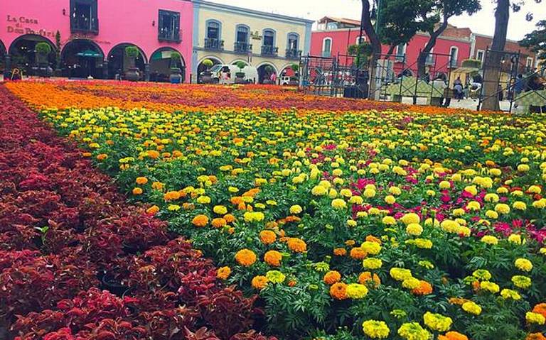 Tulipanes mexicanos