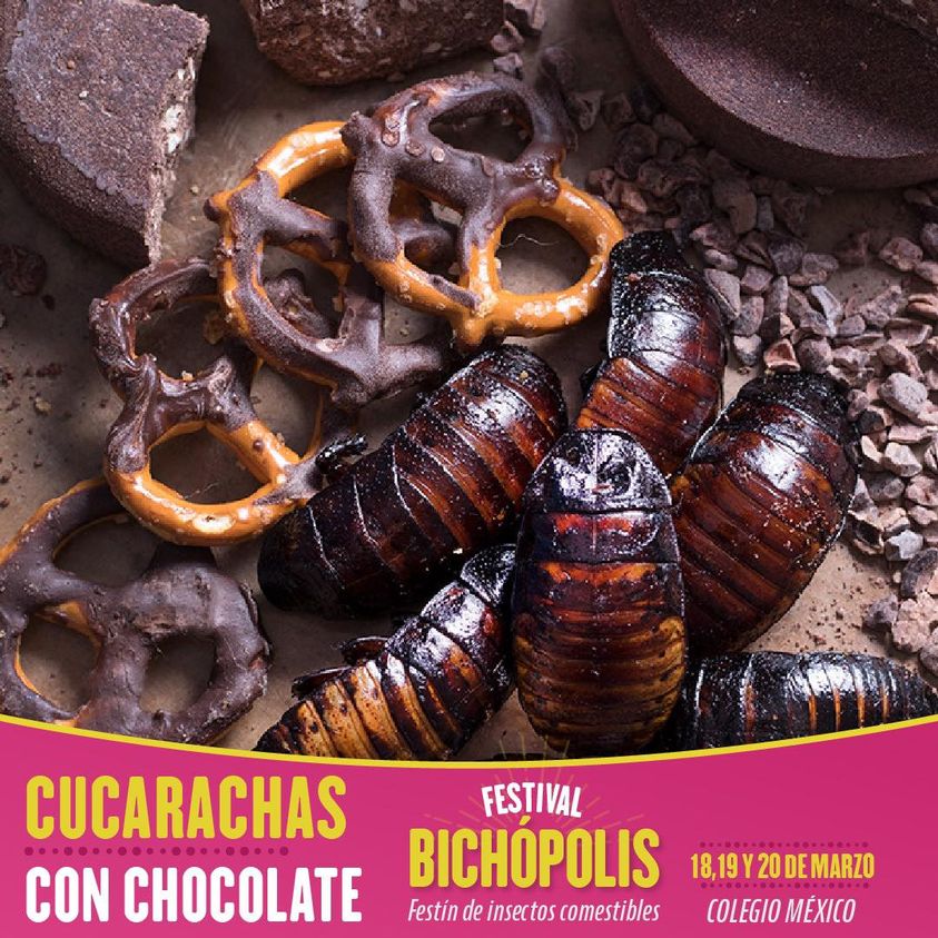 cucarachas con chocolate