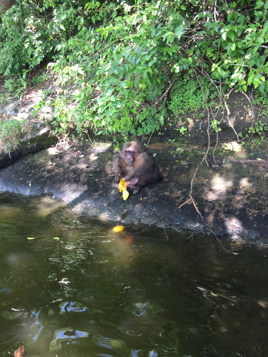 Macacos en Catemaco