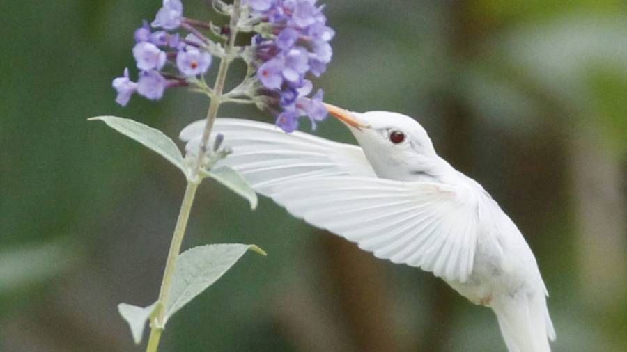 colibrí
