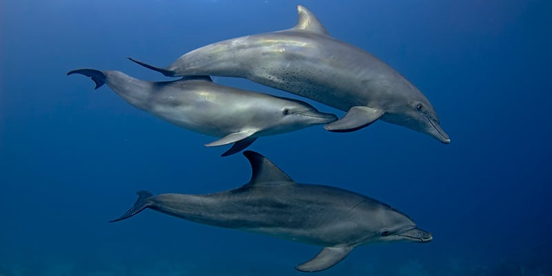 El delfín mular es una especie que se encuentra en este mar semicerrado 