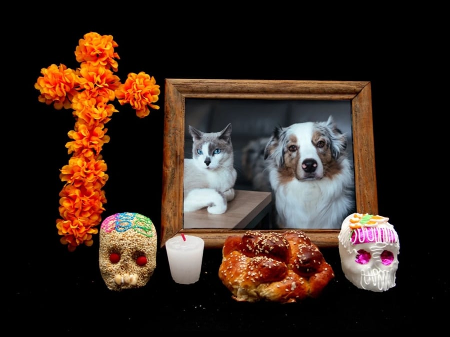 altar de muertos para mascotas