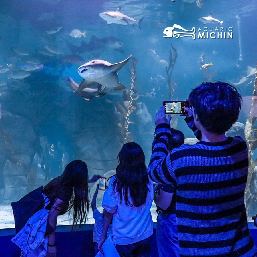 Children will be able to admire sharks and manta rays