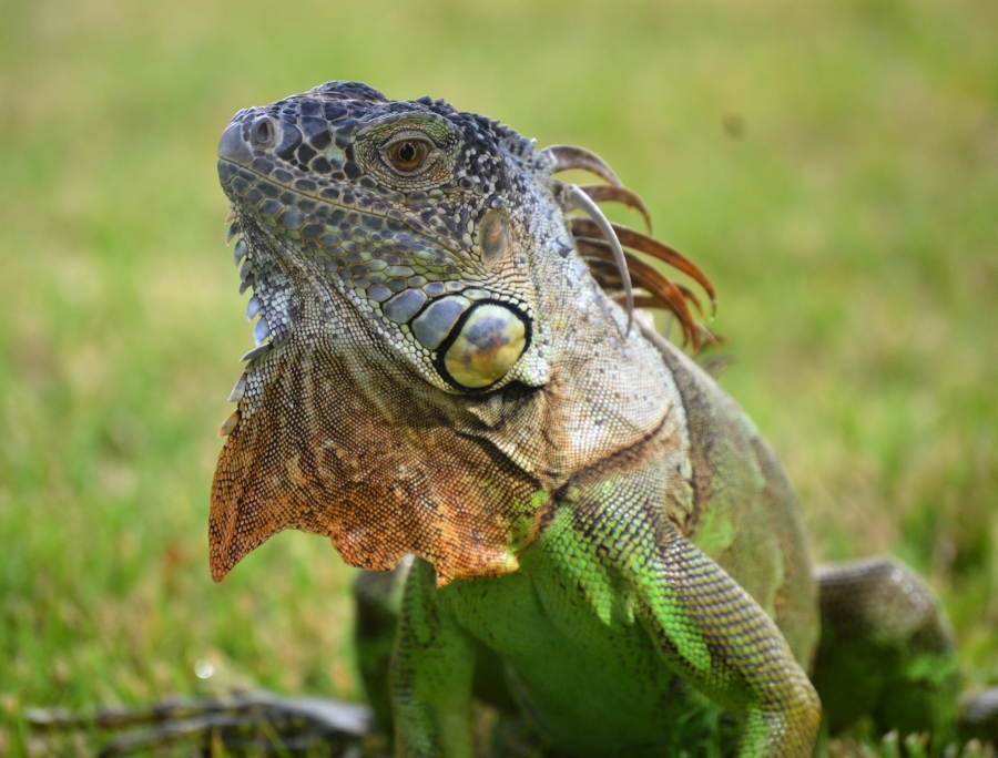 La iguana verde es una especie amenazada en nuestro país.