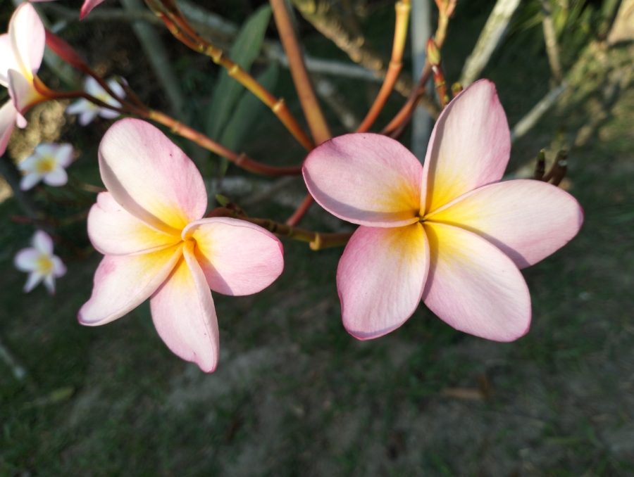 La flor de mayo es la favorita de la comunidad zapoteca para sus collares