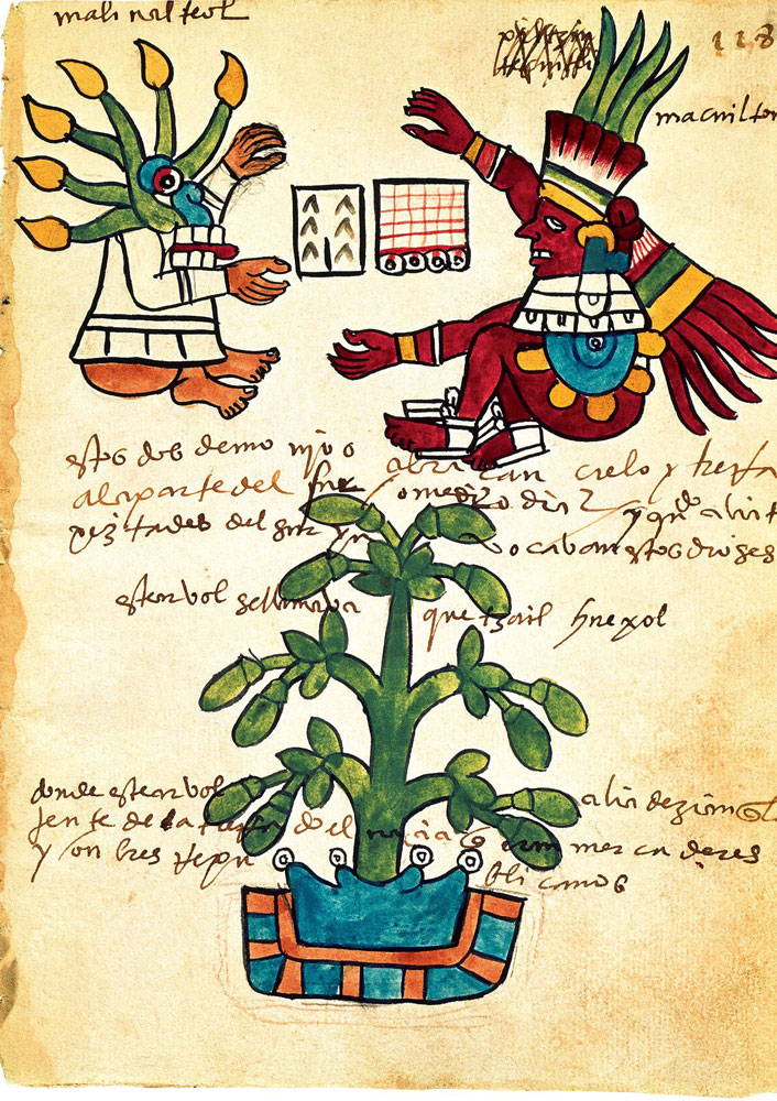 El árbol del cacao representado en el Códice Tudela del siglo XVI